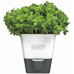 COLE MASON - Cole & Mason H105249 Yeşillik Saklama Kabı