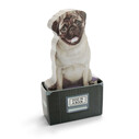 Mustard - Mustard Dog in a Box (1)